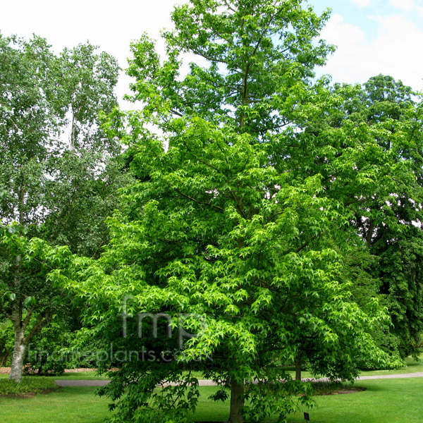 Big Photo of Liquidambar Aurea