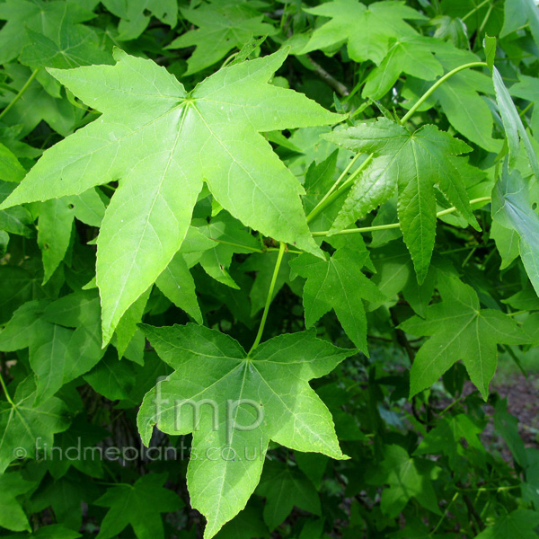 Big Photo of Liquidambar Styraciflua Lf