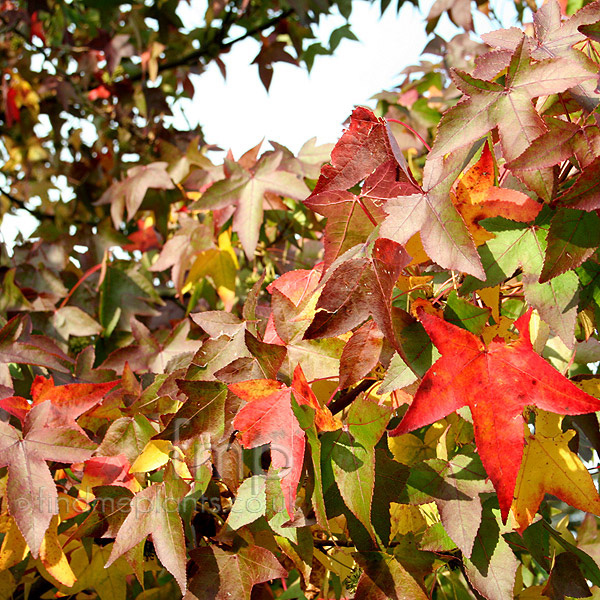 Big Photo of Liquidambar Worplesdon