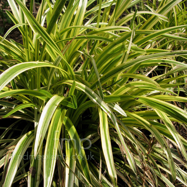 Big Photo of Liriope Muscari Goldband