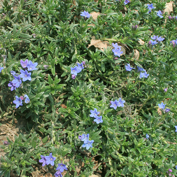 Big Photo of Lithodora Diffusa Star