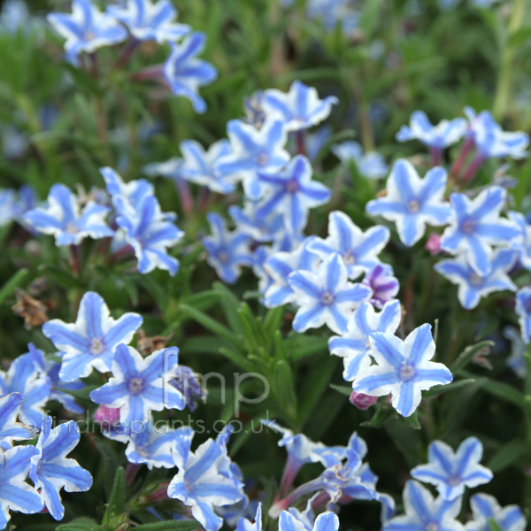 Big Photo of Lithodora Diffusa Star Fl