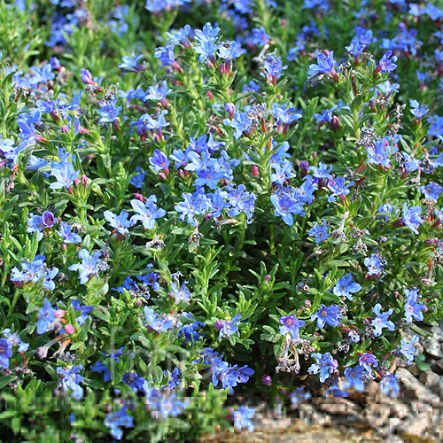 Big Photo of Lithodora Heavenly Blue
