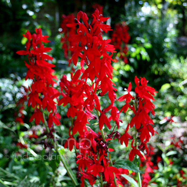 Big Photo of Lobelia Kompliment