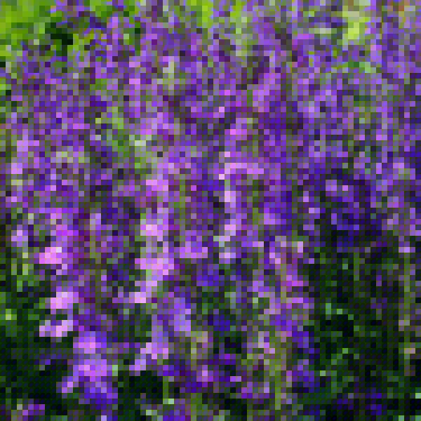 Big Photo of Lobelia Vedrariensis