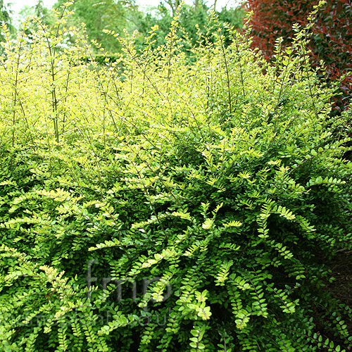 Big Photo of Lonicera Baggesonsgold