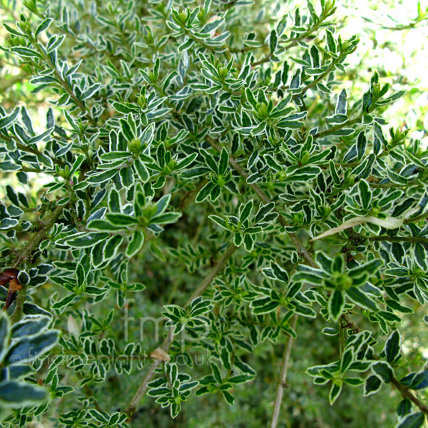 Big Photo of Lonicera Nitida Silverbeauty Lf