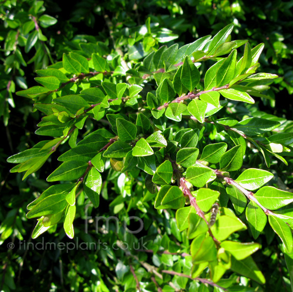 Big Photo of Lonicera Piliata Lf