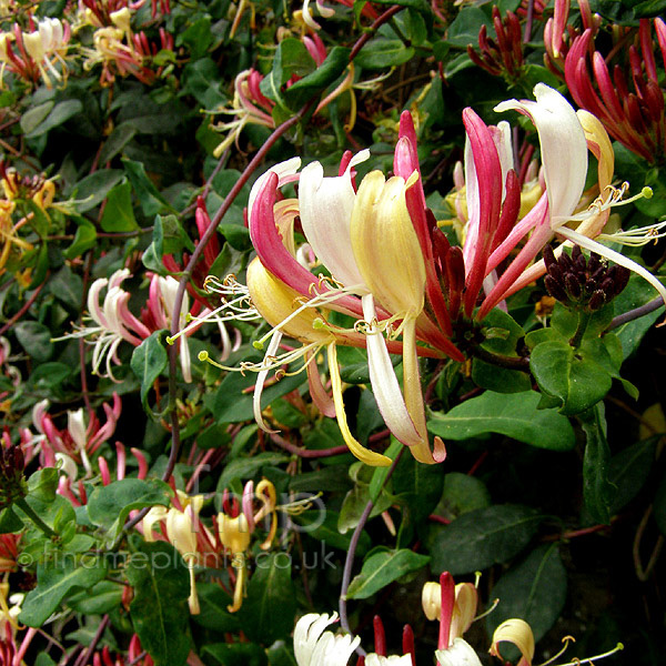 Big Photo of Lonicera Serotinaflorida