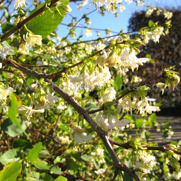 Big Photo of Lonicera Xpurpusii