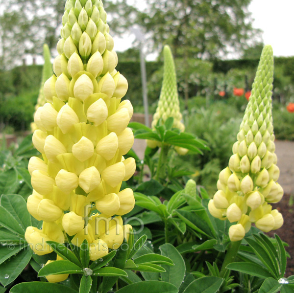 Big Photo of Lupinus Desersun Fl