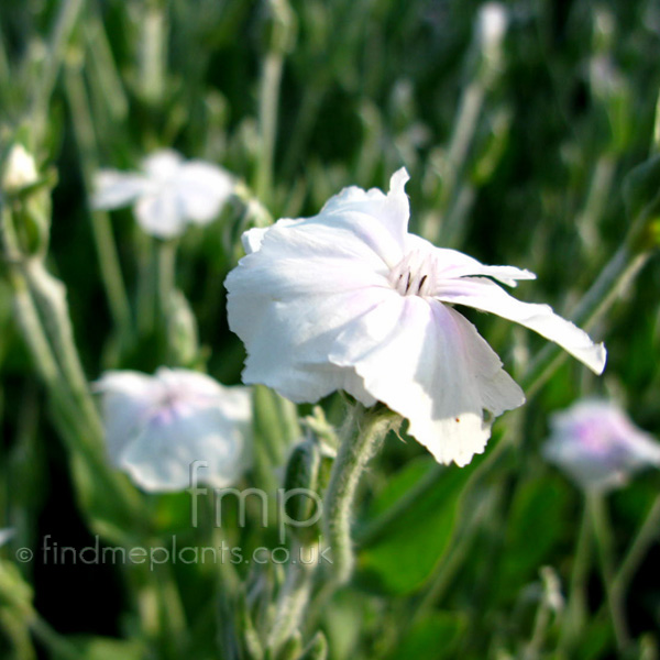 Big Photo of Lychnis Coronaria Alba Fl