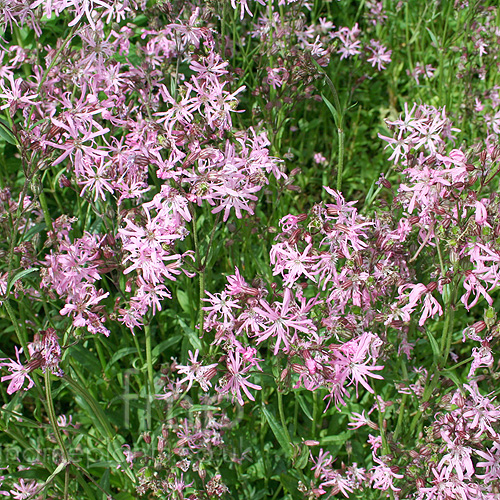 Big Photo of Lychnis Flos Cuculi