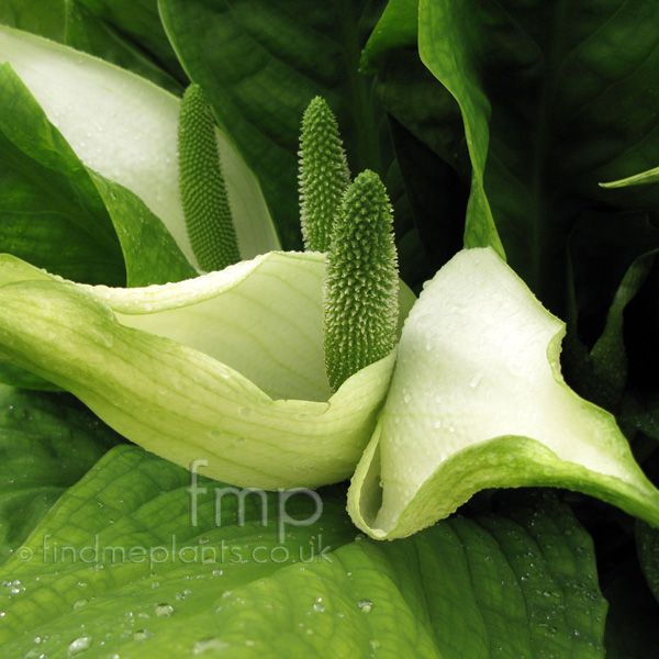 Big Photo of Lysichiton Camtxchatcensis Fl