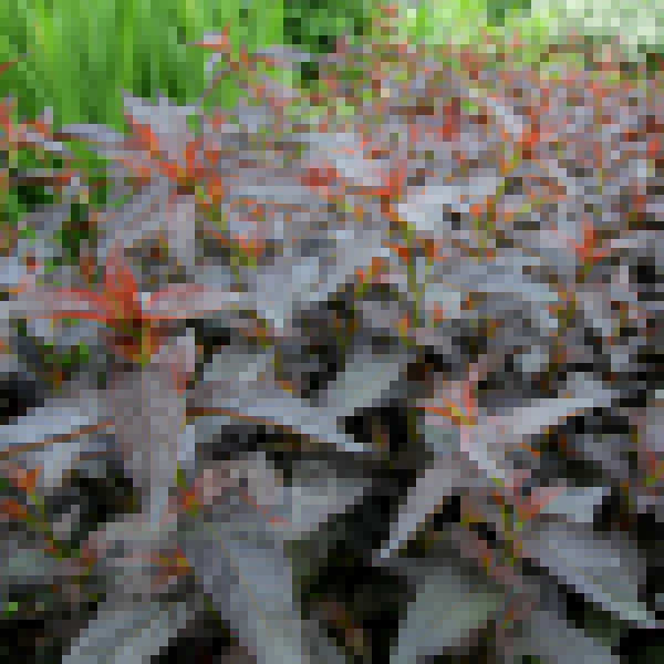 Big Photo of Lysimachia Firecracker 2