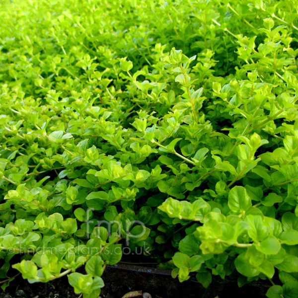 Big Photo of Lysimachia Nummularia Lf