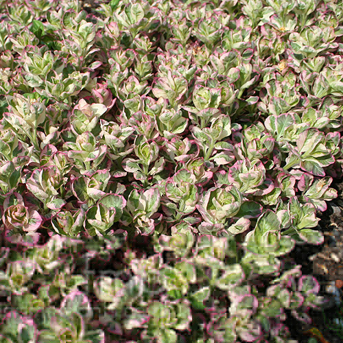 Big Photo of Lysimachia Punctata Alexand