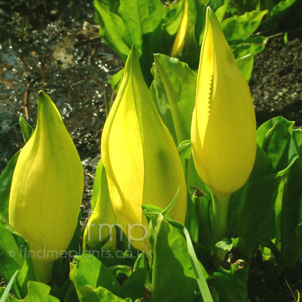 Big Photo of Lyssichiton Americanus