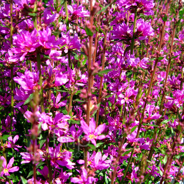 Big Photo of Lythrum Dropmorepurple Fl