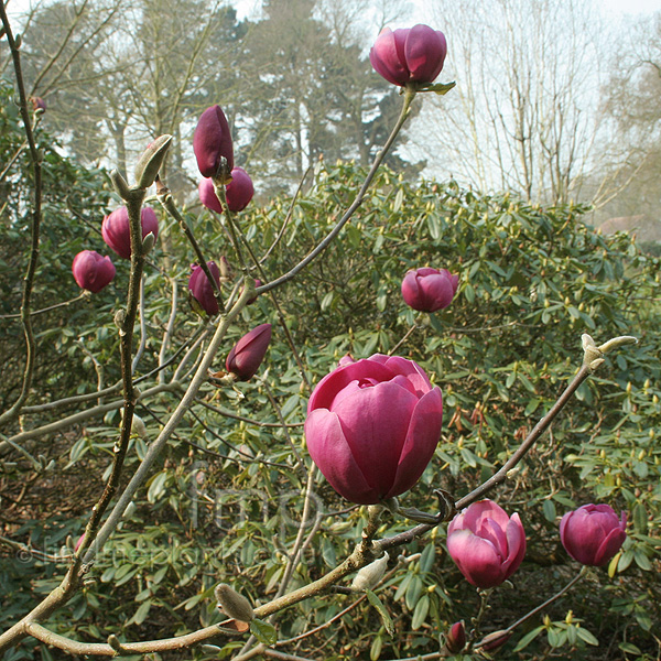 Big Photo of Magnolia Black Tulip