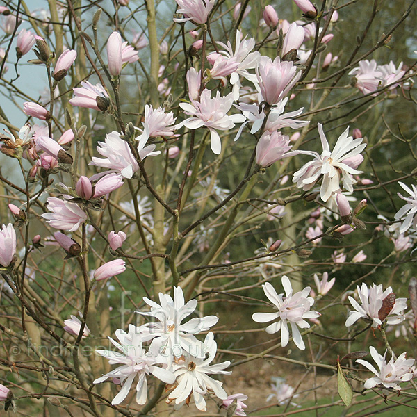 Big Photo of Magnolia Stell Jane Plat
