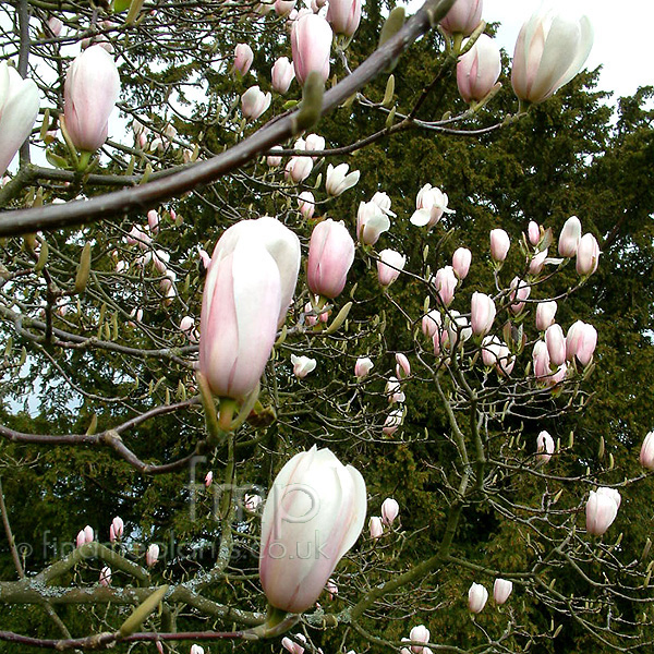 Big Photo of Magnolia Veitchii
