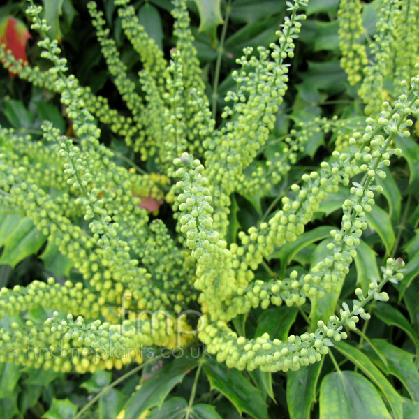Big Photo of Mahonia Buckland Fl