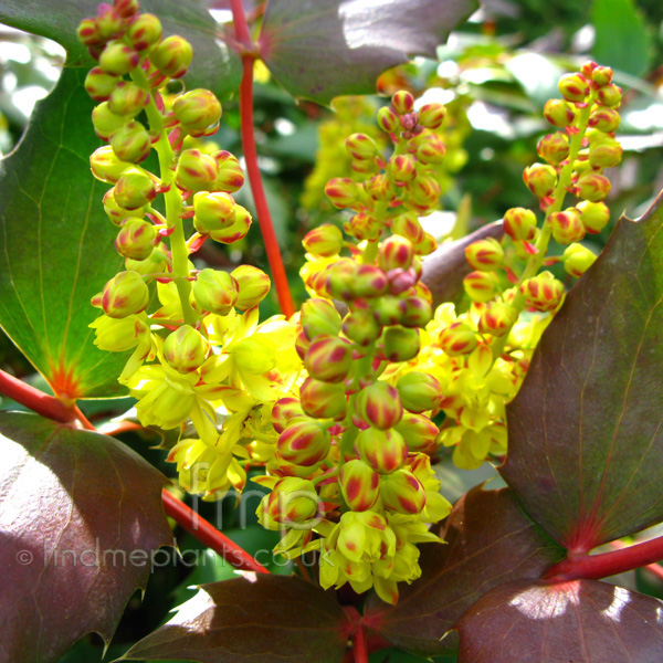 Big Photo of Mahonia Nervosa Fl