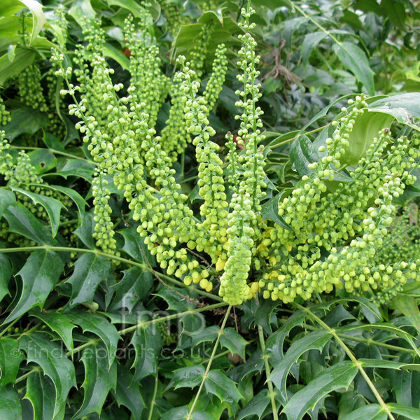 Big Photo of Mahonia Wintersun Fl