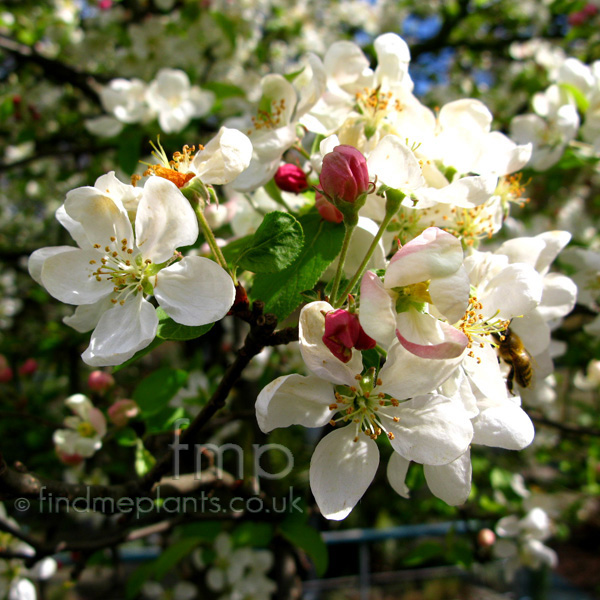 Big Photo of Malus Evereste Fl