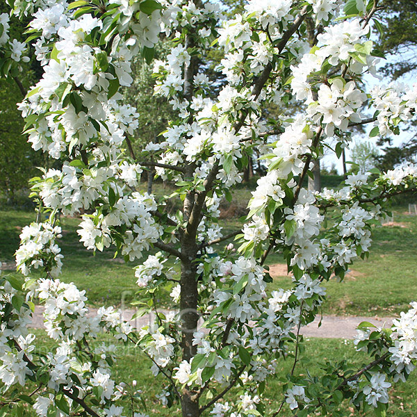 Big Photo of Malus Johndownie