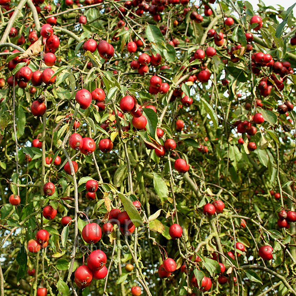 Big Photo of Malus Oekonomierat