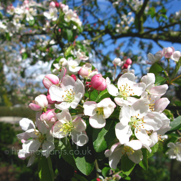 Big Photo of Malus Professorsprenger Fl