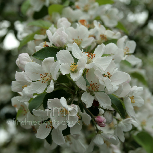 Big Photo of Malus Rubusta Redsentinal Fl