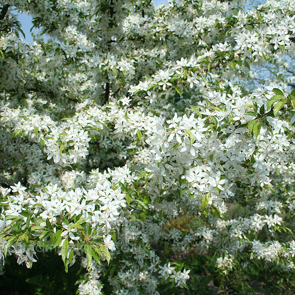 Big Photo of Malus Transitoria