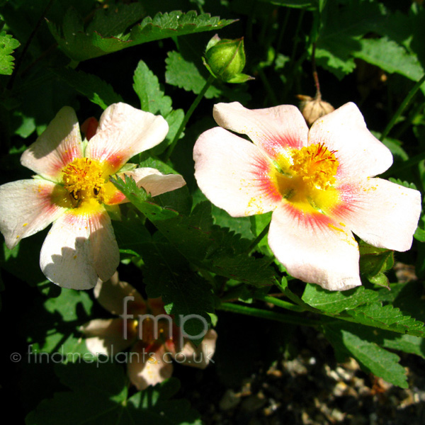Big Photo of Malvastrum Lateritium Fl
