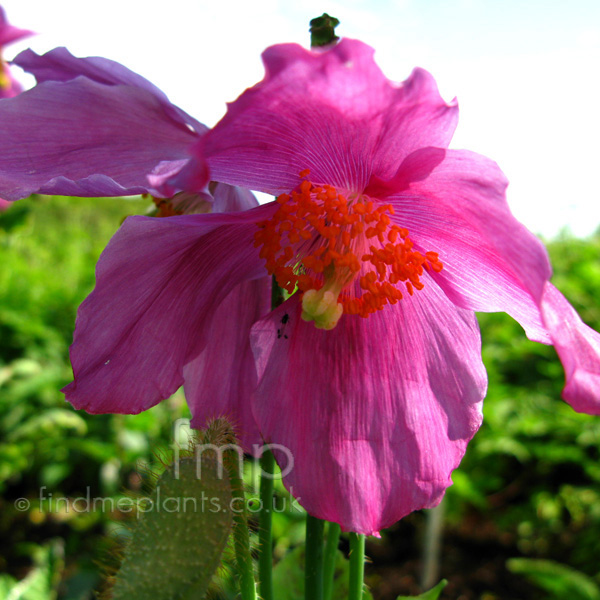 Big Photo of Meconopsis Betonicifolia Fl
