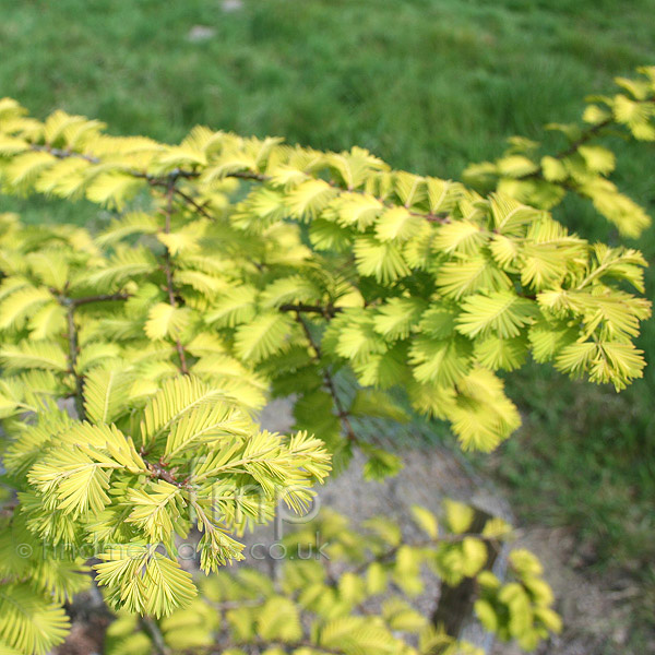 Big Photo of Metaseqoia Goldrush