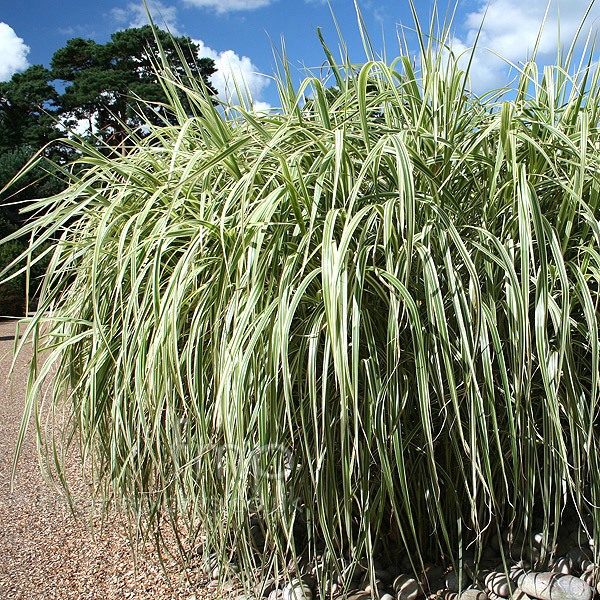 Big Photo of Micanthus Rigoletto