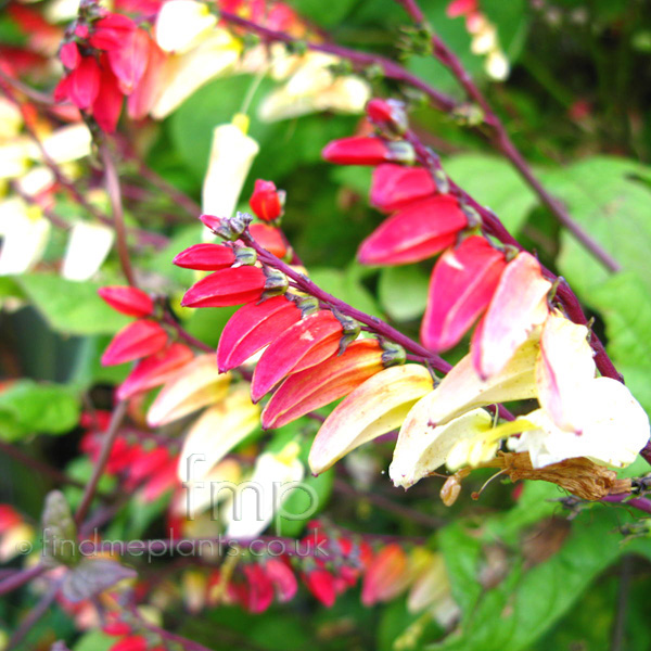 Big Photo of Mina Lobata Fl