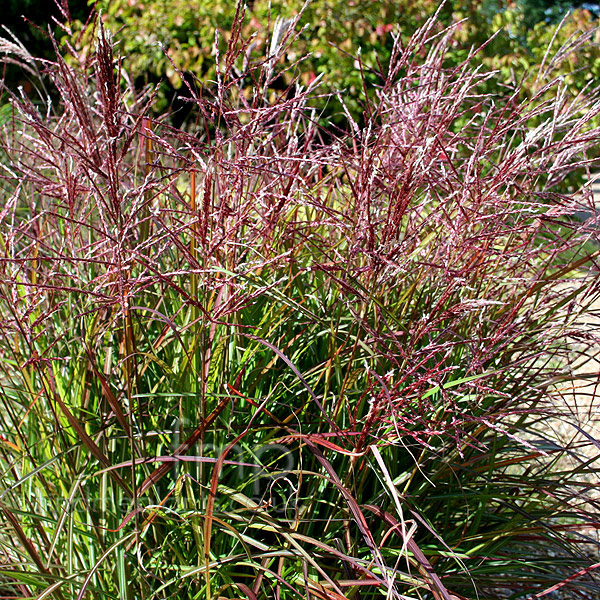 Big Photo of Miscanthus China