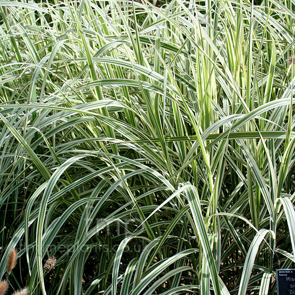 Big Photo of Miscanthus Dixieland