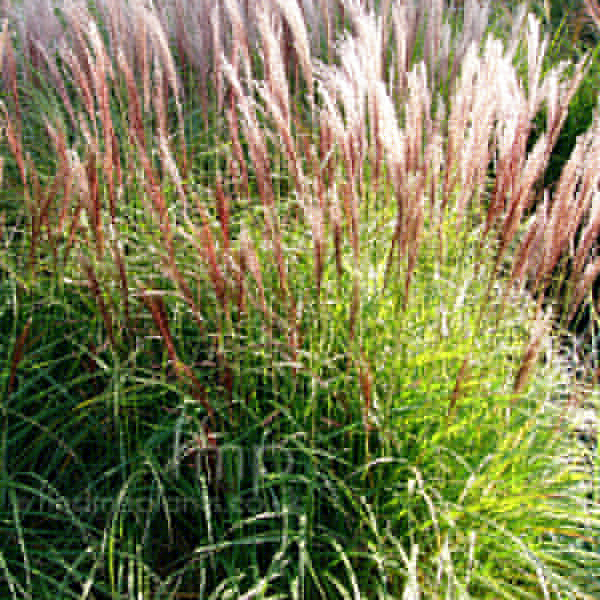 Big Photo of Miscanthus Gaa