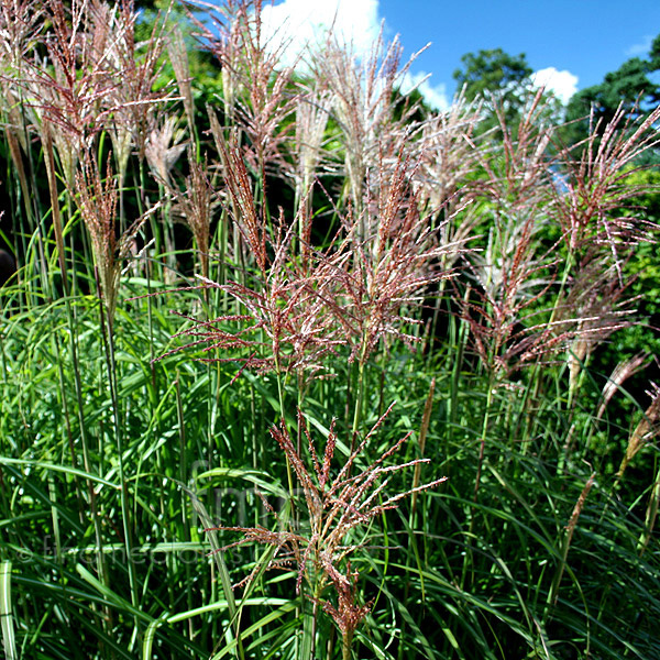 Big Photo of Miscanthus Malepartus