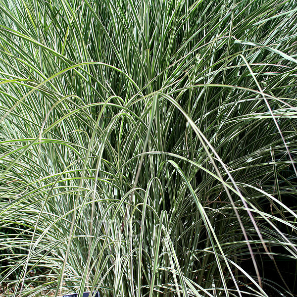 Big Photo of Miscanthus Morninglight
