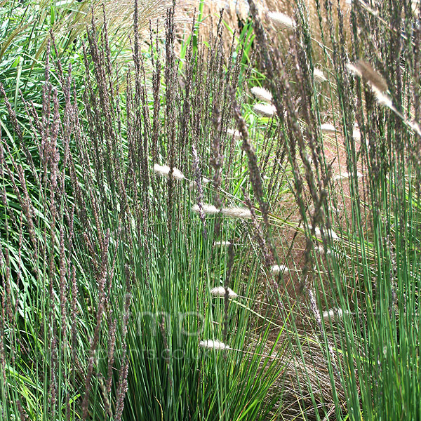 Big Photo of Molinia Moorhexe