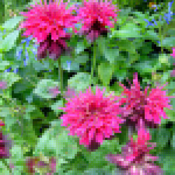 Big Photo of Monarda Rubygolw