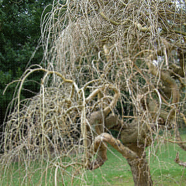 Big Photo of Morus Pendula