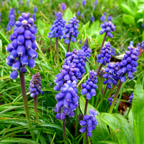 Big Photo of Muscari Earlygiant