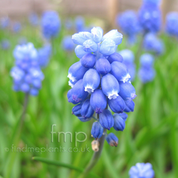 Big Photo of Muscari Superstar Fl